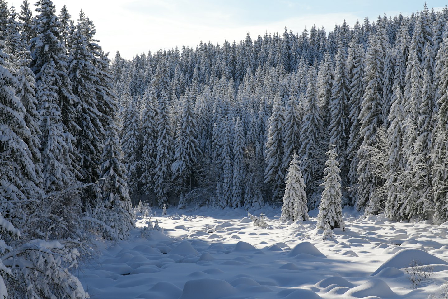 Foresta di pini innevata su una collina ondulata.
